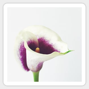 Calla Lily Sticker